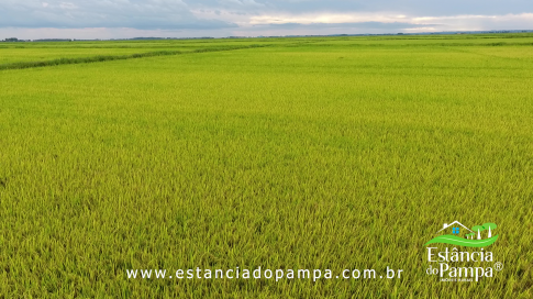 DOS EÓLICOS VIRA P FAZENDA_Moment.00_02_12_08.Quadro058_a8b735f5fa753803569cd8758c12ceb5b7e22cc3.png